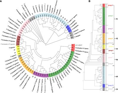 Whole-genome re-sequencing, diversity analysis, and stress-resistance analysis of 77 grape rootstock genotypes